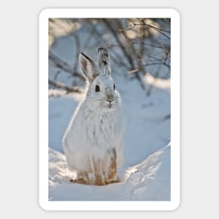 Snow Shoe Hare Sticker